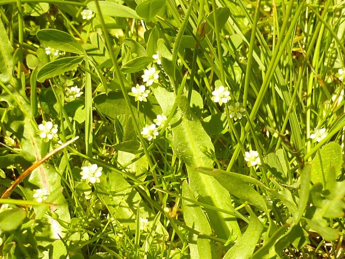 Sagina saginoides (Caryophyllaceae)